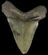 Juvenile Megalodon Tooth #69314-1